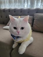 Britse Korthaar, 0 tot 2 jaar