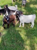 Te koop 2 mooie jonge gecastreerde dwerg geiten bokjes., Dieren en Toebehoren, Schapen, Geiten en Varkens, Mannelijk, Geit, 0 tot 2 jaar
