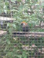 Milnei gaailijster man te koop schappelijke prijs, Dieren en Toebehoren, Vogels | Overige Vogels, Mannelijk, Tropenvogel