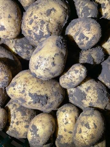 Voer aardappels  beschikbaar voor biedingen