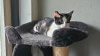 Te koop kittens  oud genoeg om nest te verlaten, Dieren en Toebehoren, Katten en Kittens | Overige Katten, Meerdere dieren, 0 tot 2 jaar