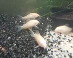 50 corydora albino, Dieren en Toebehoren, Vissen | Aquariumvissen, Vis, Zoetwatervis, Schoolvis