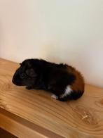 Cavia borstel zeugje, Dieren en Toebehoren, Knaagdieren, Cavia, Juli, Vrouwelijk, Tam