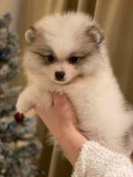 Pomerian, Dieren en Toebehoren, België, Particulier, CDV (hondenziekte), 8 tot 15 weken