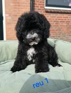 🥰Super vrolijke medium golden doodle x toy poedel pups🥰, Dieren en Toebehoren, Honden | Chihuahua's en Gezelschapshonden, Parvo