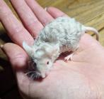 Tamme muis Texelse teddy man duifgrijs satijn vacht krul, Dieren en Toebehoren, Knaagdieren, Muis, Mannelijk, Januari, Tam