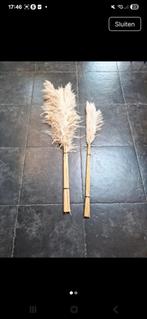 Pampas pluimen vers uit eigen tuin! Gebundeld per 10 pluimen, Ophalen, Nieuw