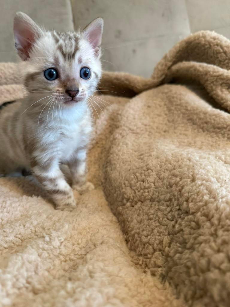 Bengaal Snow mink kater, Meerdere dieren, Met stamboom, 0 tot 2 jaar