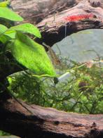 Garnalen wildkleur, Kreeft, Krab of Garnaal, Zoetwatervis