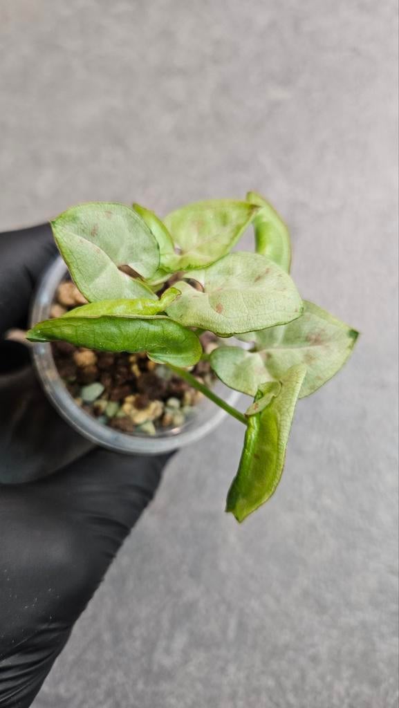 Syngonium Milk Confetti, Ophalen of Verzenden, Halfschaduw, Minder dan 100 cm