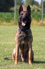 FCI pups Taybo van de Berlex-Hoeve X Rebelka Sa-Kra Beskydy, Dieren en Toebehoren, Parvo, 8 tot 15 weken, Meerdere, Meerdere dieren