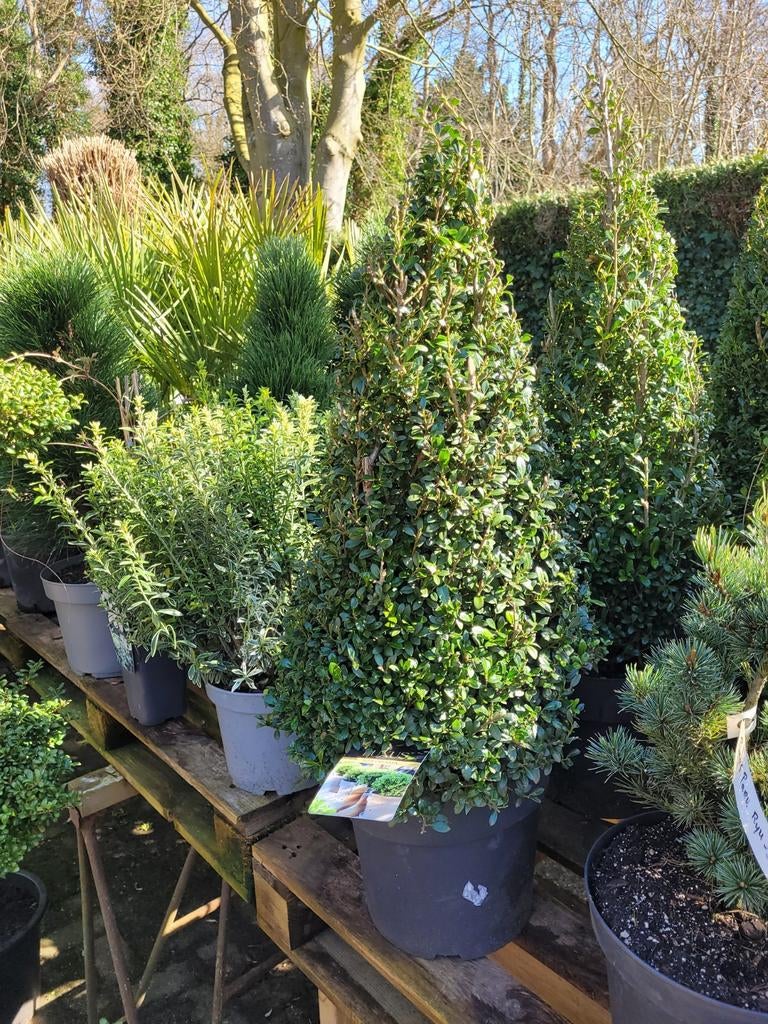 Ilex Crenata piramide met pot, 80cm hoog, Tuin en Terras, Planten | Tuinplanten, Ophalen
