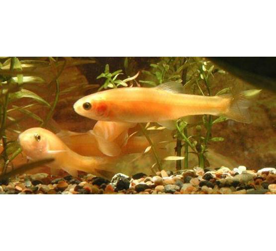 Goudelritsen gezocht