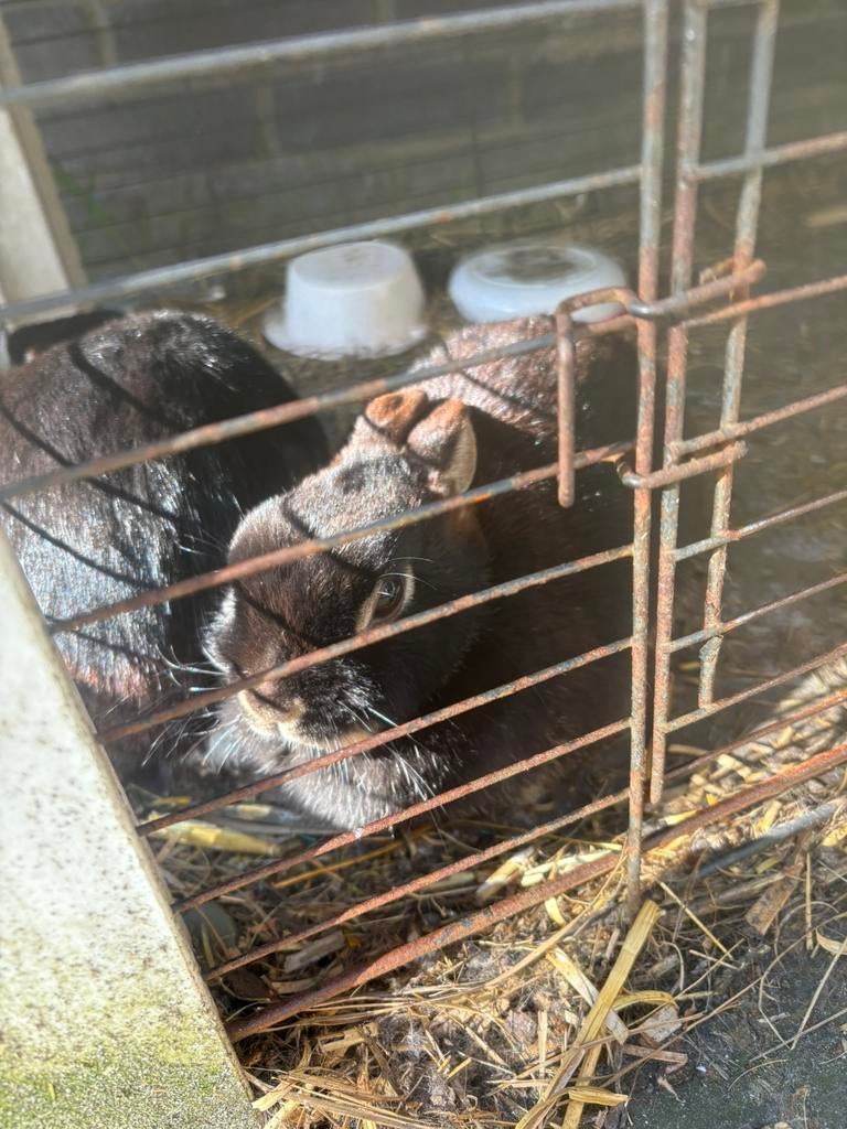Leuke konijnen, Dieren en Toebehoren, Konijnen, Vrouwelijk