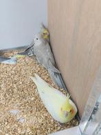 Diverse jonge valkparkieten, Meerdere dieren, Parkiet, Geringd