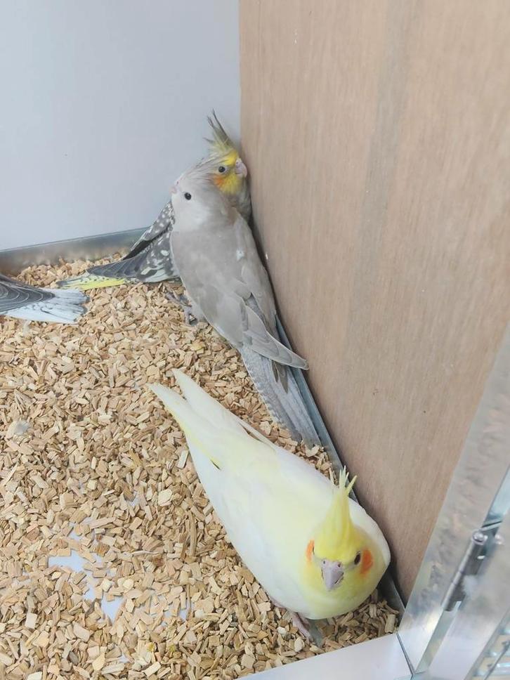 Diverse jonge valkparkieten, Dieren en Toebehoren, Vogels | Parkieten en Papegaaien, Parkiet, Meerdere dieren, Geringd