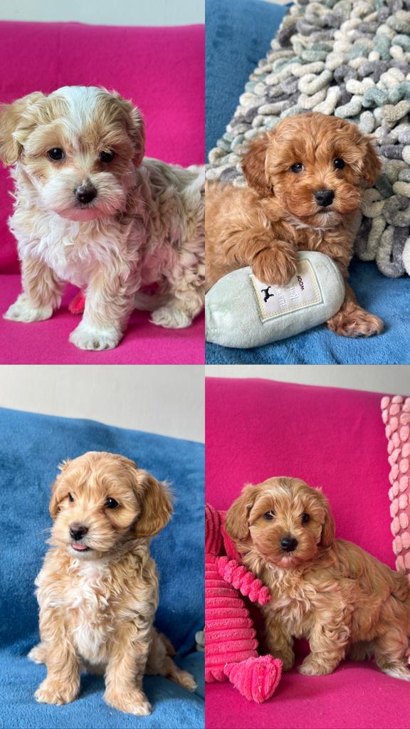 Maltipoo pups, Parvo, Overige rassen, 8 tot 15 weken, Meerdere
