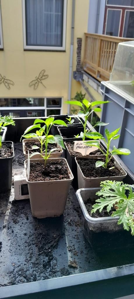 Peper planten. Jalapeno, Jalapeno Lemon, Aji Pinapple etc, Ophalen, Eenjarig, Groenteplanten, Volle zon
