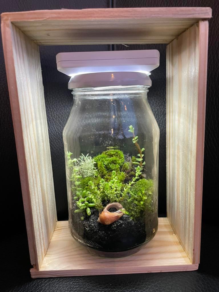 Ecosysteem- eigentuintje - terrarium - 18,5x12,5 cm, Ophalen, Zo goed als nieuw