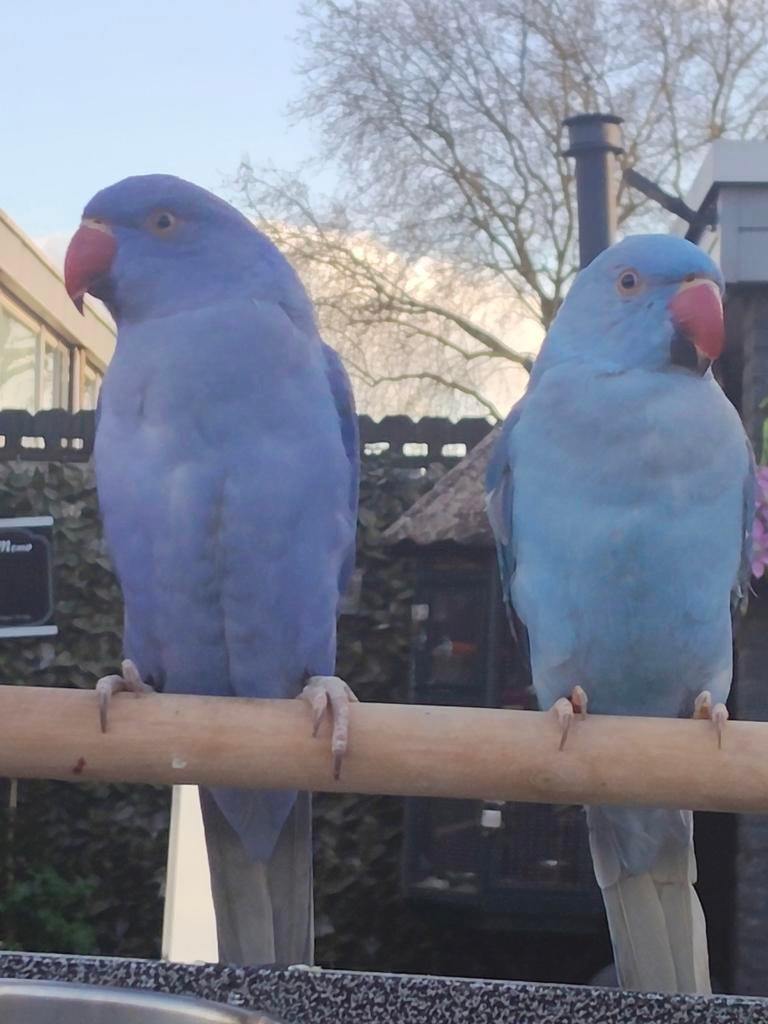 HALSBAND PARKIET KOPPELTJE, Dieren en Toebehoren, Vogels | Parkieten en Papegaaien, Meerdere dieren, Parkiet