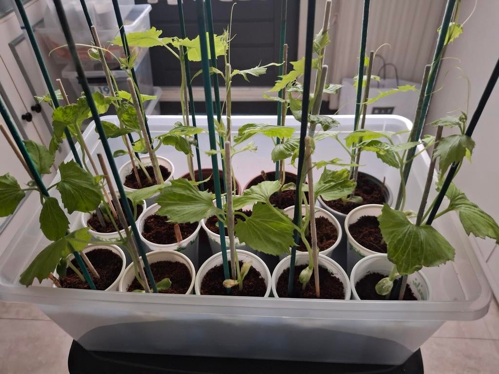 Surinaamse sopropo, sim en poi plantjes, Tuin en Terras, Planten | Tuinplanten, Ophalen, Eenjarig, Groenteplanten, Volle zon