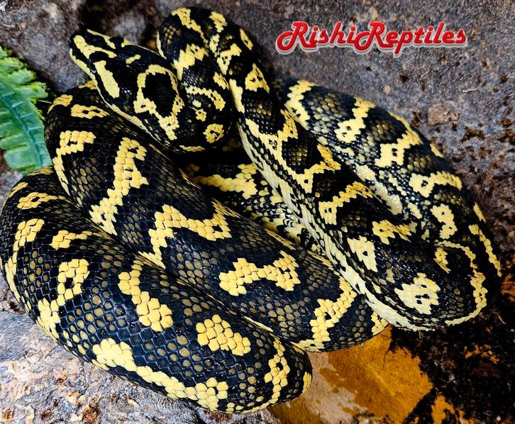1.1 morelia spilota cheynei, jungle carpet python.