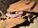 Luipaardgekko wit (snow) vrouw, Dieren en Toebehoren, Reptielen en Amfibieën, Hagedis, Met terrarium, 3 tot 6 jaar
