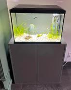 Compleet aquarium, inclusief vissen/pomp/toebehoren, Ophalen, Zo goed als nieuw, Gevuld zoetwateraquarium
