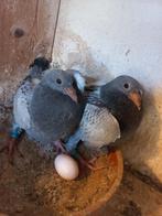 Jonge duiven te koop uit bewezen koppels de laatste jongen ., Geslacht onbekend, Postduif