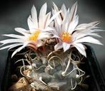 cactus - Turbinicarpus macrochele, Ophalen of Verzenden, Cactus, Volle zon, Minder dan 100 cm