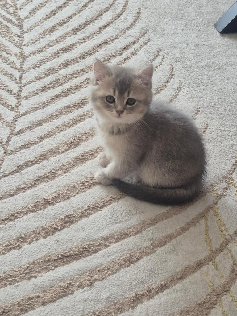 Britse korthaar kitten, Dieren en Toebehoren