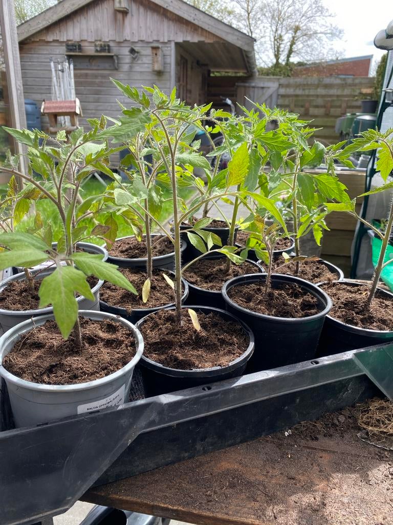 Cuor di bue vlees tomaten planten, Volle zon, Groenteplanten, Eenjarig, Ophalen of Verzenden