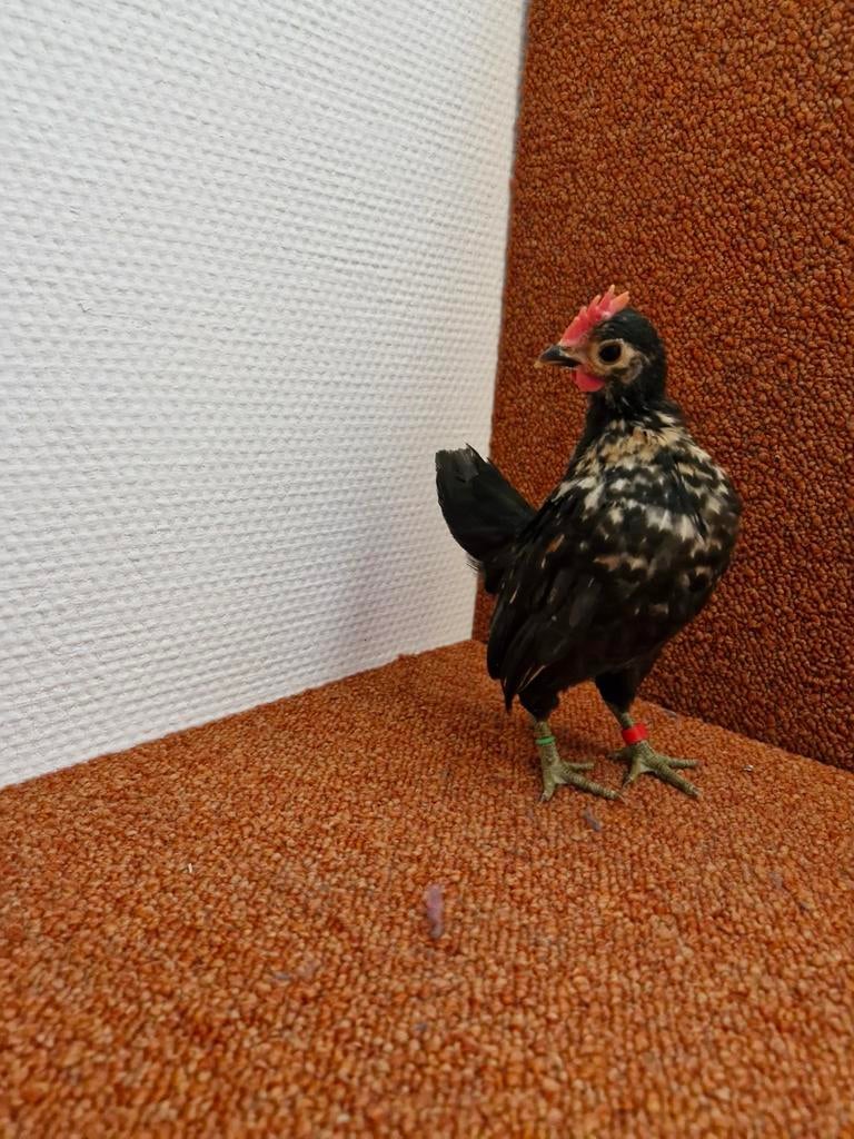 Nog enkele mooie serama haantjes, Mannelijk, Kip