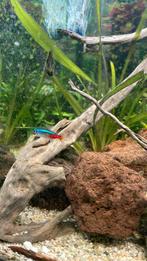 2 neon tetras, Meerdere dieren