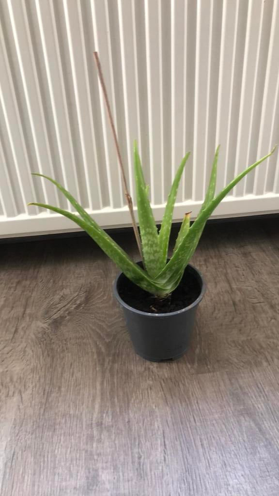 Biologische Aloë Vera plant, Huis en Inrichting, Kamerplanten, Groene kamerplant, Ophalen, Halfschaduw, Minder dan 100 cm