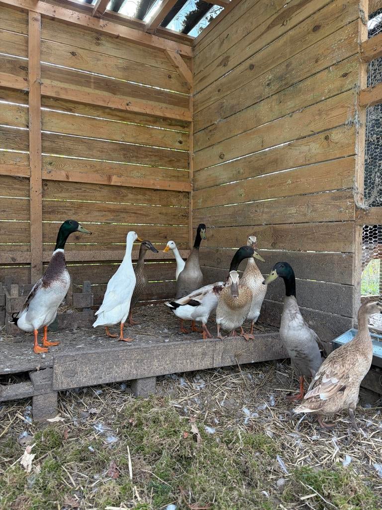 Indische loopeenden ( mannetjes ), Dieren en Toebehoren, Mannelijk