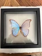 Prachtige vlinder in glazen lijst - de museumwinkel, Ophalen, Zo goed als nieuw, Overige materialen, Minder dan 50 cm