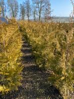 Haagconiferen thuya brabant 150cm €7 taxus 40cm €3, Ophalen, Taxus, Minder dan 100 cm