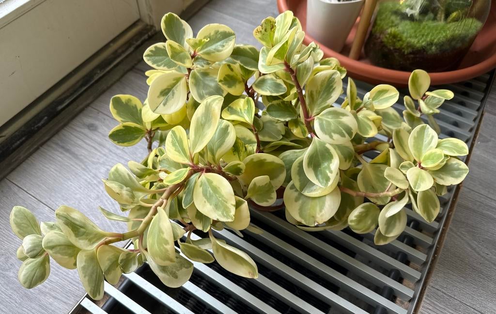 Mooie volle Peperomia plant, Huis en Inrichting, Kamerplanten, Ophalen, Overige soorten, Halfschaduw, In pot