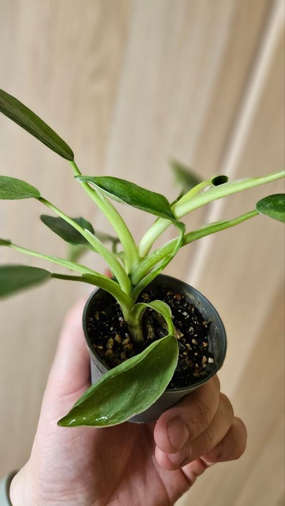 Philodendron Jose Buono, Ophalen of Verzenden, Halfschaduw, Minder dan 100 cm
