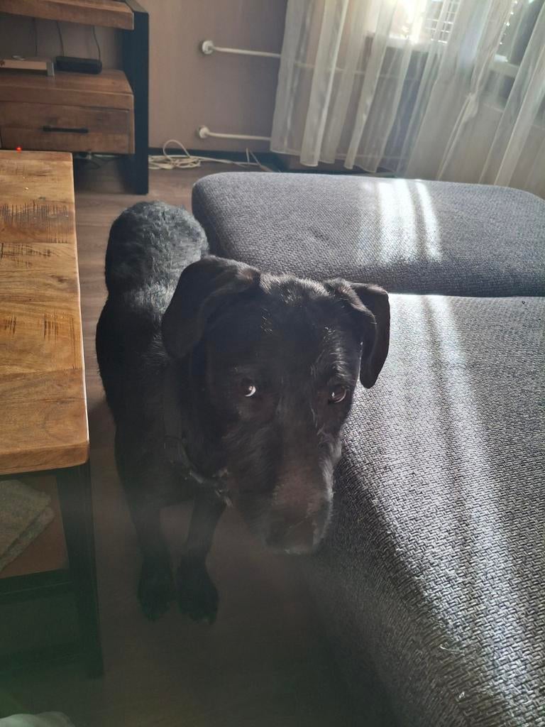 Puppy ze is 6 mnd oud, Dieren en Toebehoren, Honden | Jack Russells en Terriërs, 15 weken tot 1 jaar, Teef, Eén hond, Nederland