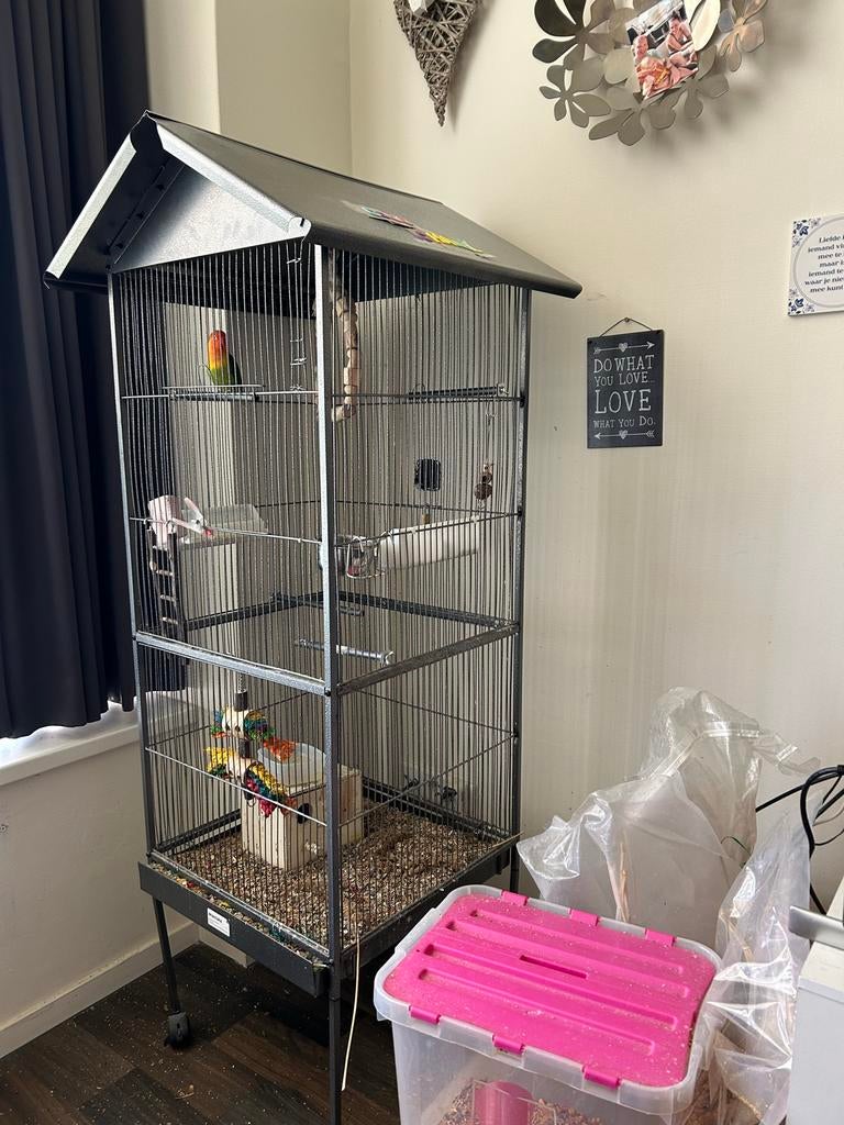 Dwergpapegaaien met kooi., Mannelijk, Dwergpapegaai of Agapornis