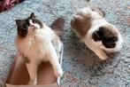 Twee prachtige Ragdoll broers met stamboom, Kater
