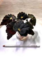 Begonia Black Mamba stekken - Fluweel paars/groen, Overige soorten, Minder dan 100 cm, Bloeiende kamerplant, Halfschaduw