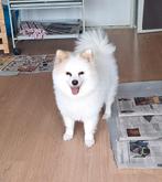 Pomepriaan Spitz / Pomerian, Ophalen, Nieuw, Zwangerschap en Bevalling