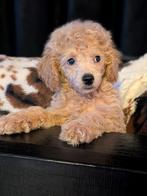 Maltipoo Mini 🐶 X Toy Poedel 🐩, Dieren en Toebehoren, Poedel, Parvo, Meerdere, Meerdere dieren