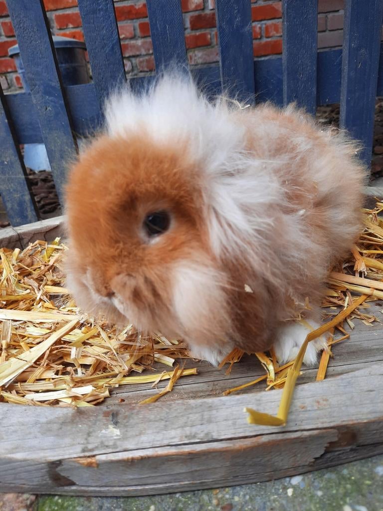 Hangoor konijntje, Dieren en Toebehoren, Vrouwelijk, Klein, Hangoor, 0 tot 2 jaar