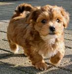 Prachtige gezonde havanezer pups met stamboom