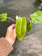 Philodendron Painted Lady - Prachtige Kamerplant, Ophalen of Verzenden, Halfschaduw, Minder dan 100 cm