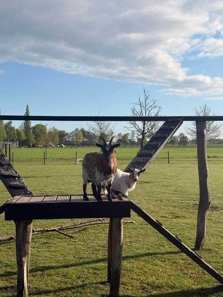 Dwerggeit met jong geitje, Dieren en Toebehoren, Schapen, Geiten en Varkens, Vrouwelijk, Geit